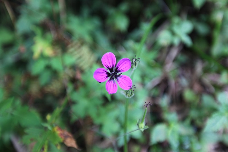 Geranium procurrens photo 2