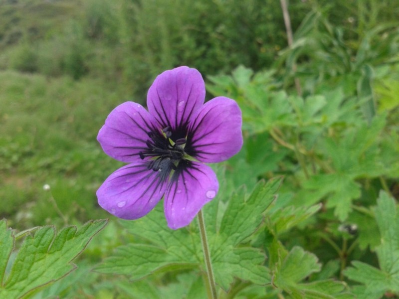 Geranium procurrens photo 3