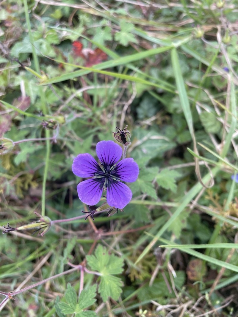 Geranium procurrens photo 4