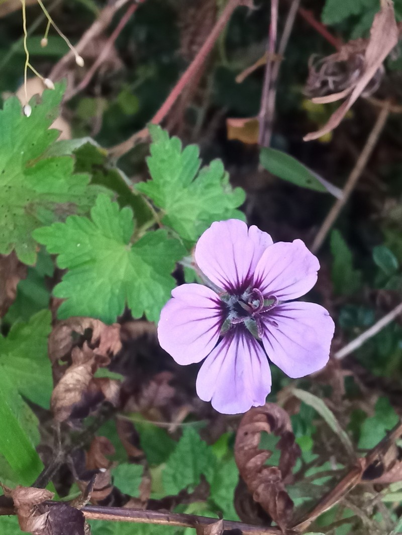 Geranium procurrens photo 5