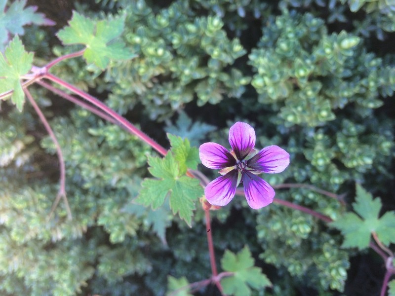 Geranium procurrens photo 6