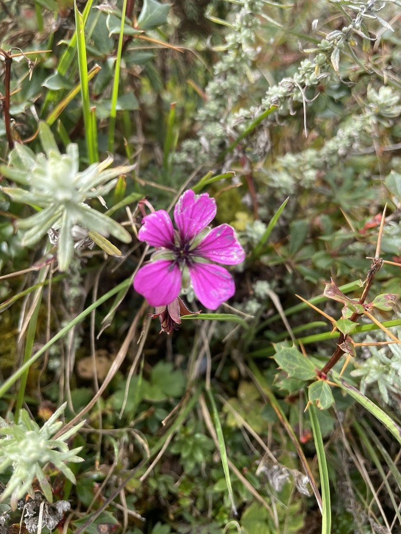 Geranium procurrens photo 7