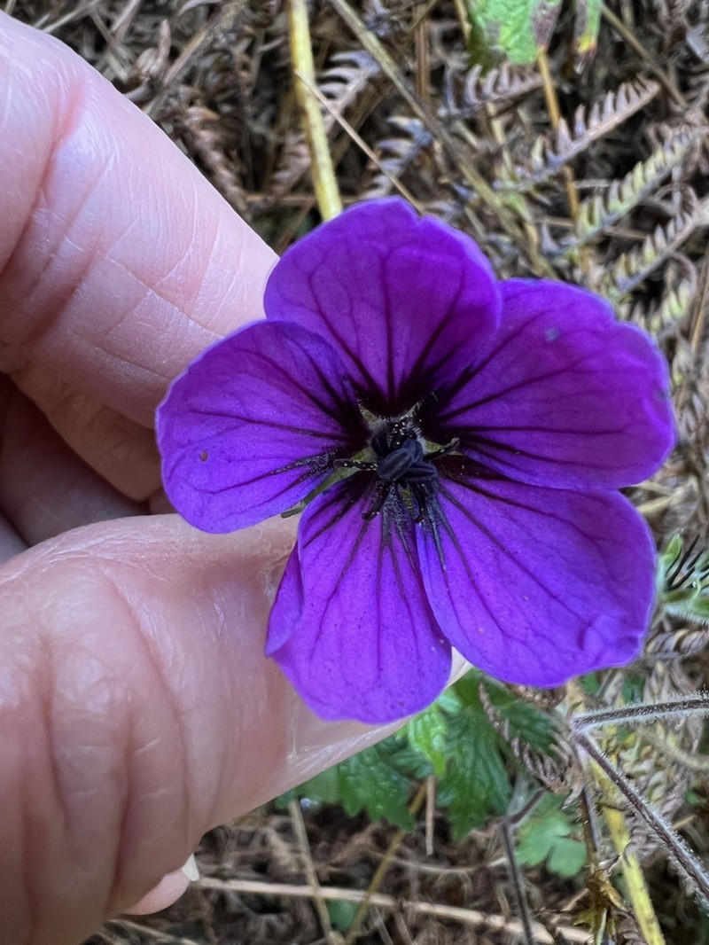 Geranium procurrens photo 8