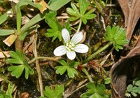Geranium pseudodiffusum