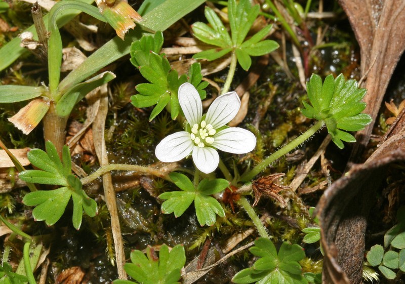 Geranium pseudodiffusum