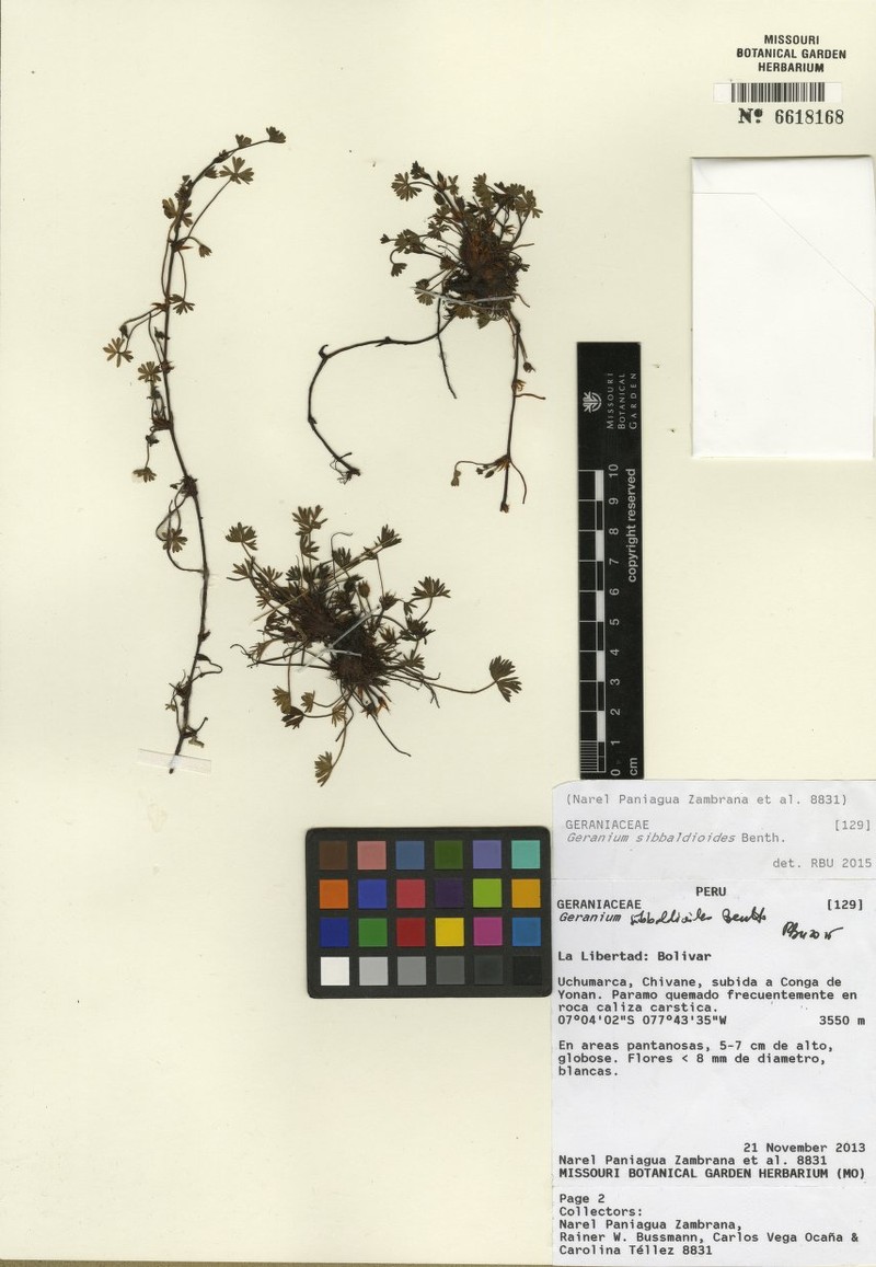 Geranium pseudodiffusum photo 2