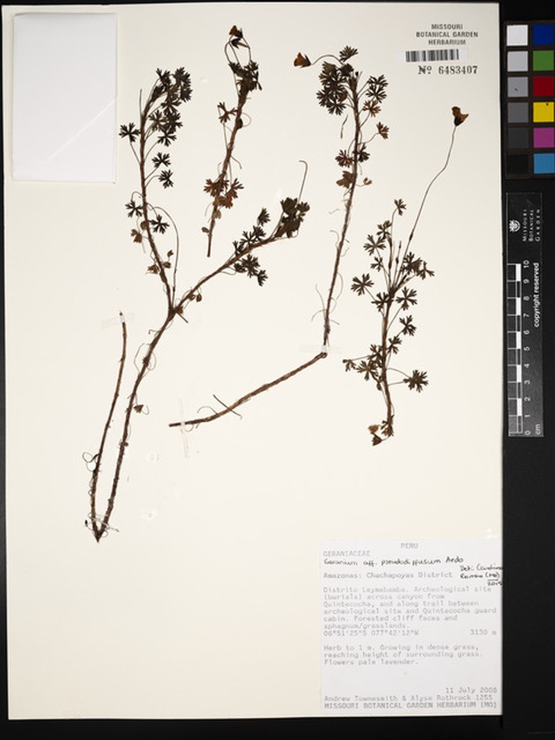 Geranium pseudodiffusum photo 3