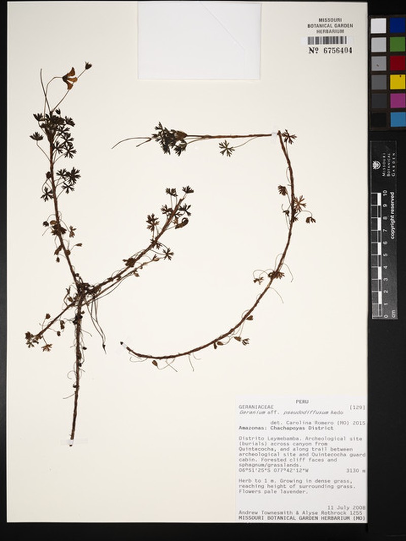 Geranium pseudodiffusum photo 4