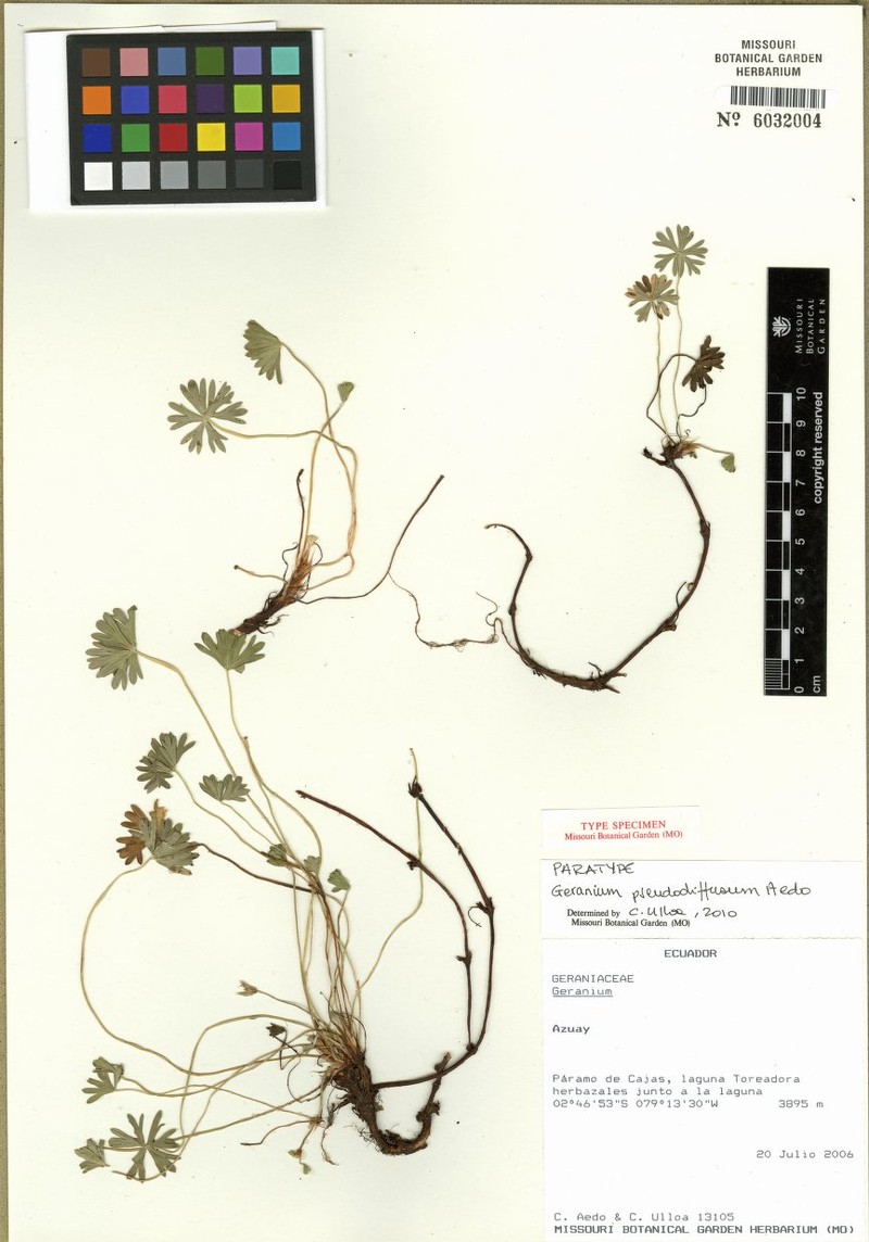 Geranium pseudodiffusum photo 5