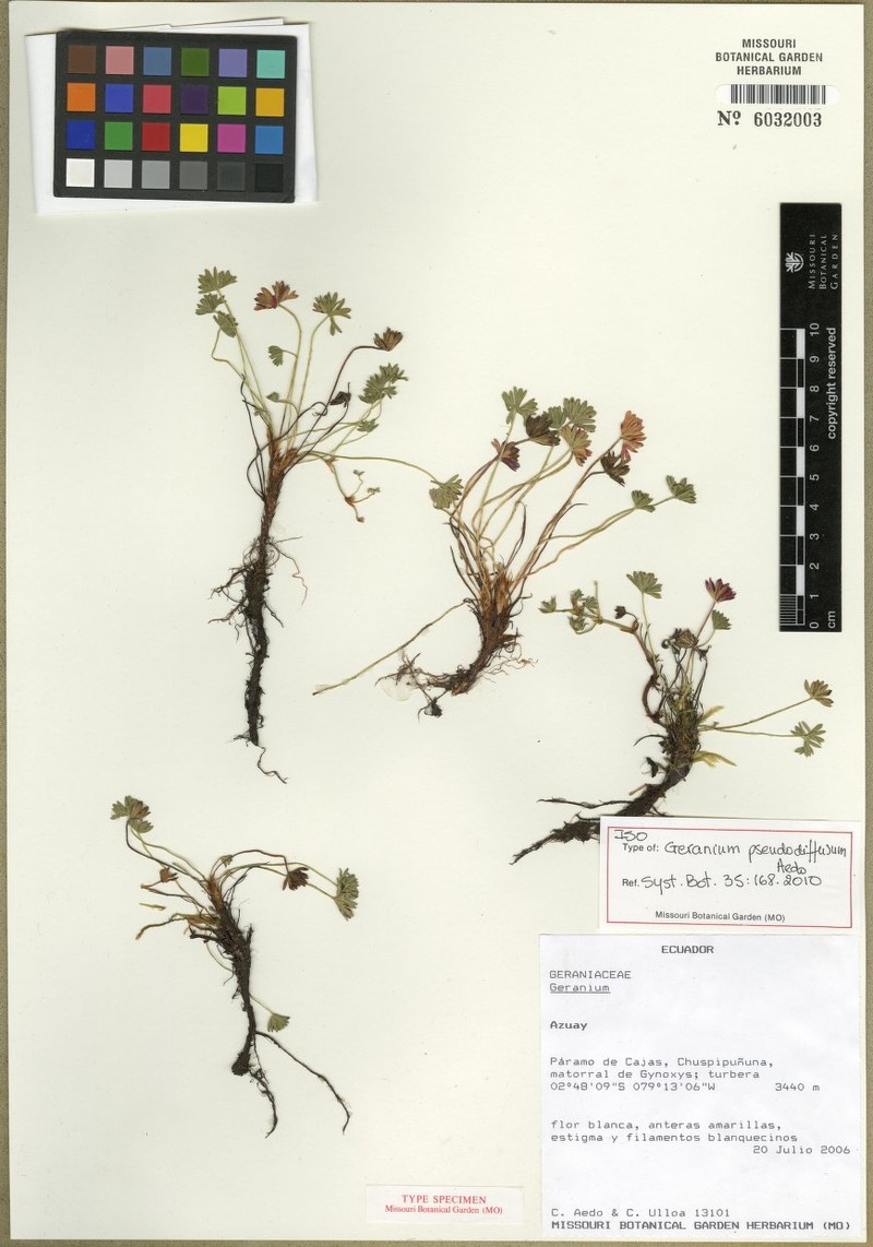 Geranium pseudodiffusum photo 6