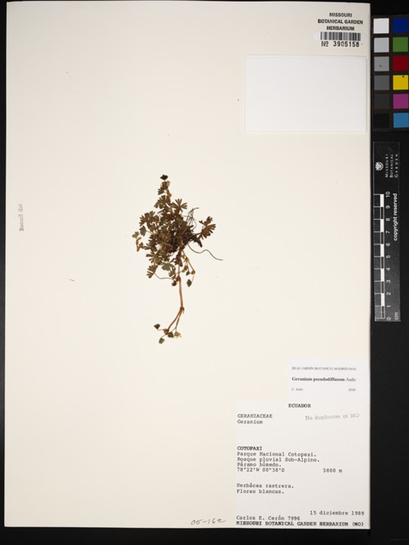 Geranium pseudodiffusum photo 7