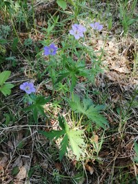 Geranium pseudosibiricum