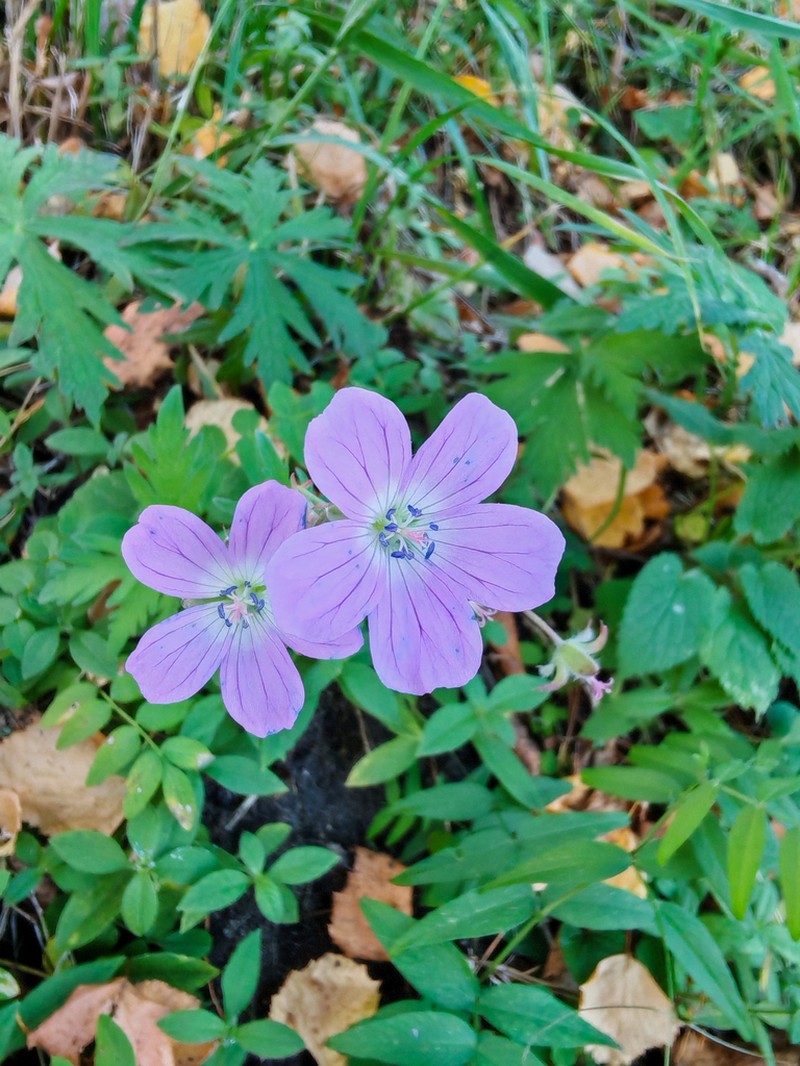Geranium pseudosibiricum photo 2