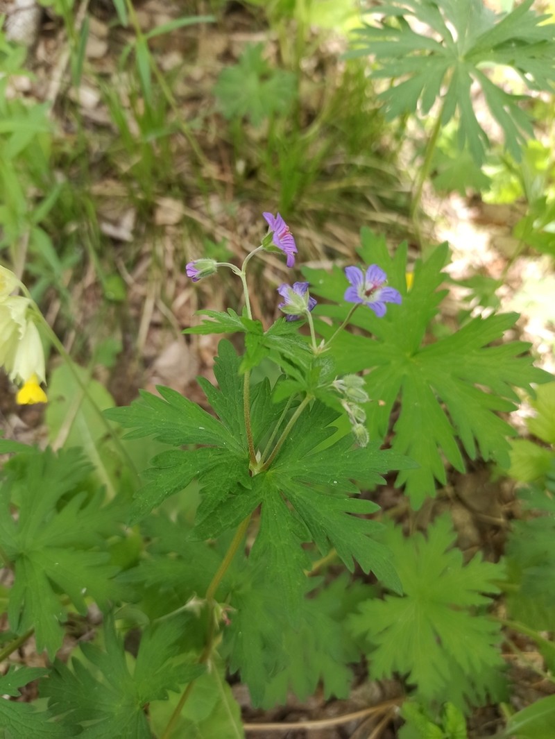 Geranium pseudosibiricum photo 3