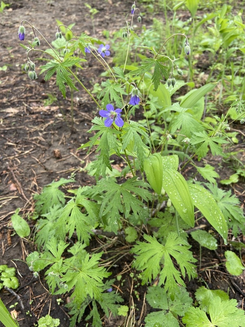 Geranium pseudosibiricum photo 4