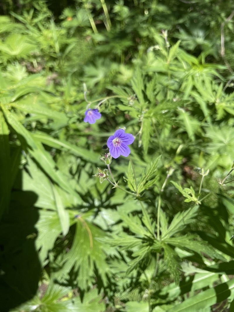 Geranium pseudosibiricum photo 5
