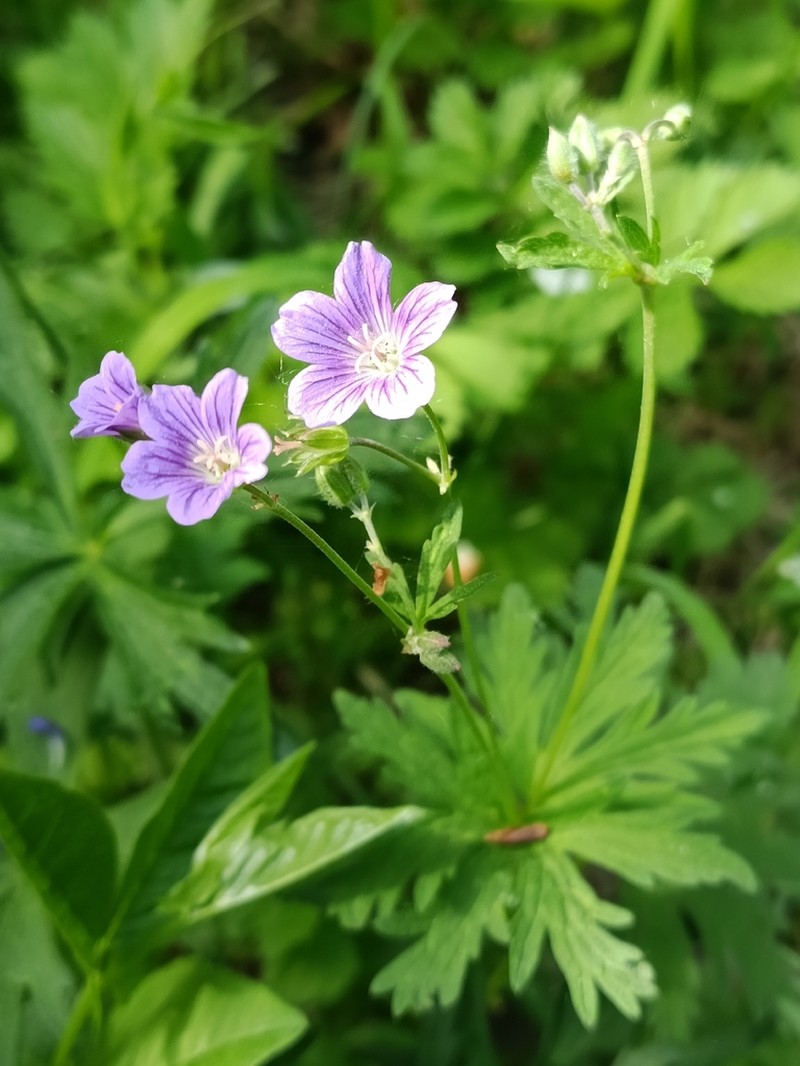 Geranium pseudosibiricum photo 6