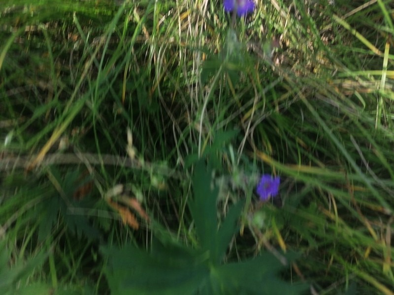 Geranium pseudosibiricum photo 8