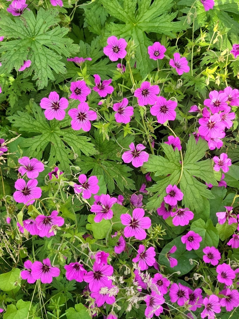 Geranium psilostemon photo 2
