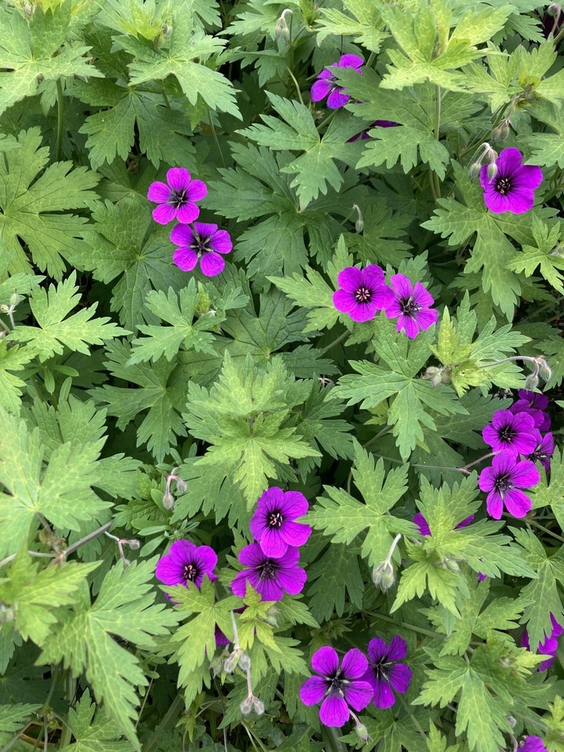 Geranium psilostemon photo 3