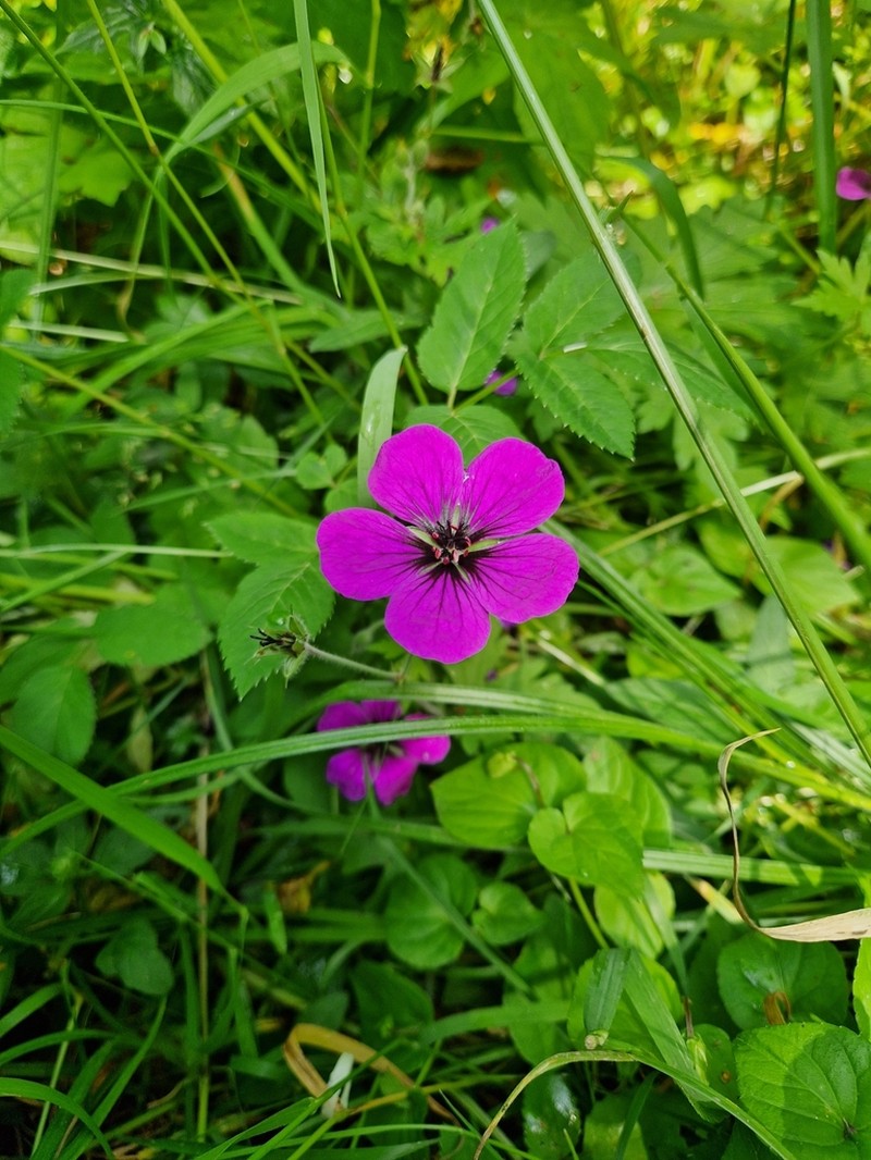 Geranium psilostemon photo 4