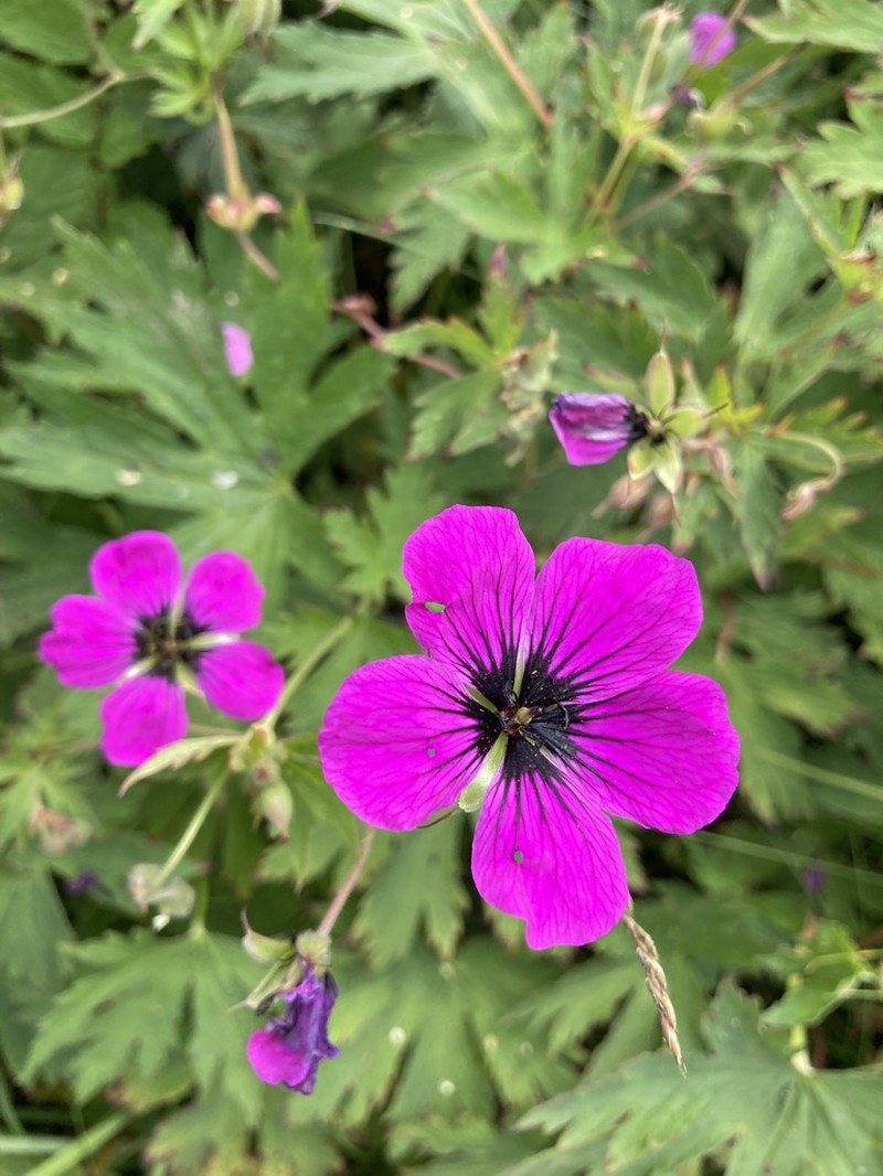 Geranium psilostemon photo 5