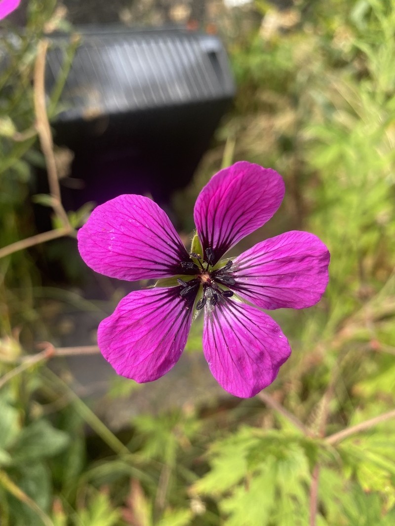 Geranium psilostemon photo 6