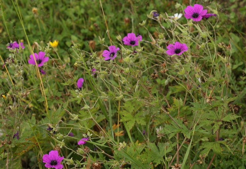 Geranium psilostemon photo 7