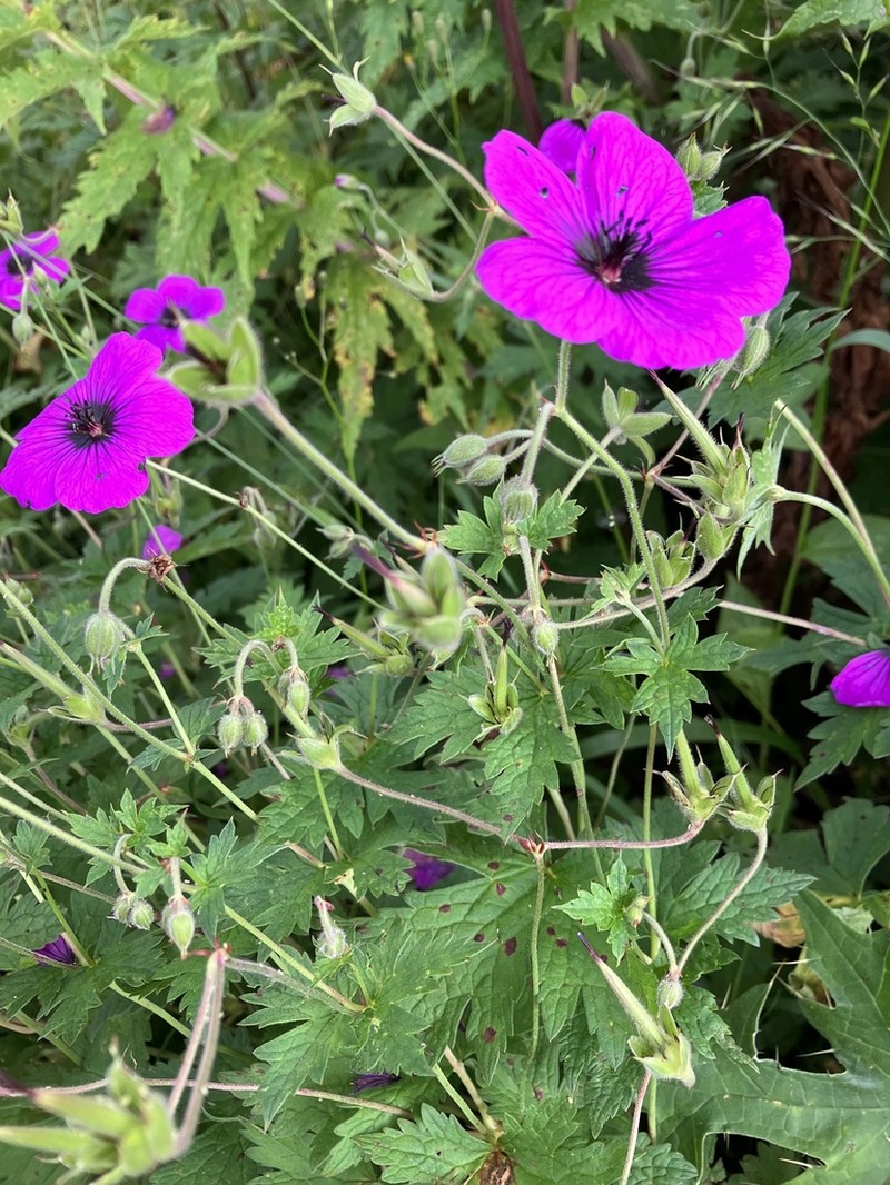 Geranium psilostemon photo 8