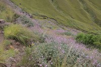 Geranium pulchrum