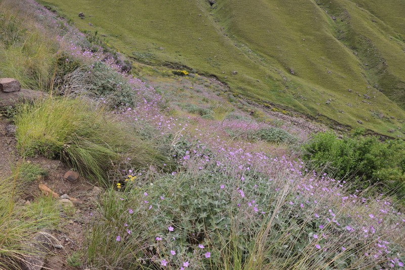 Geranium pulchrum