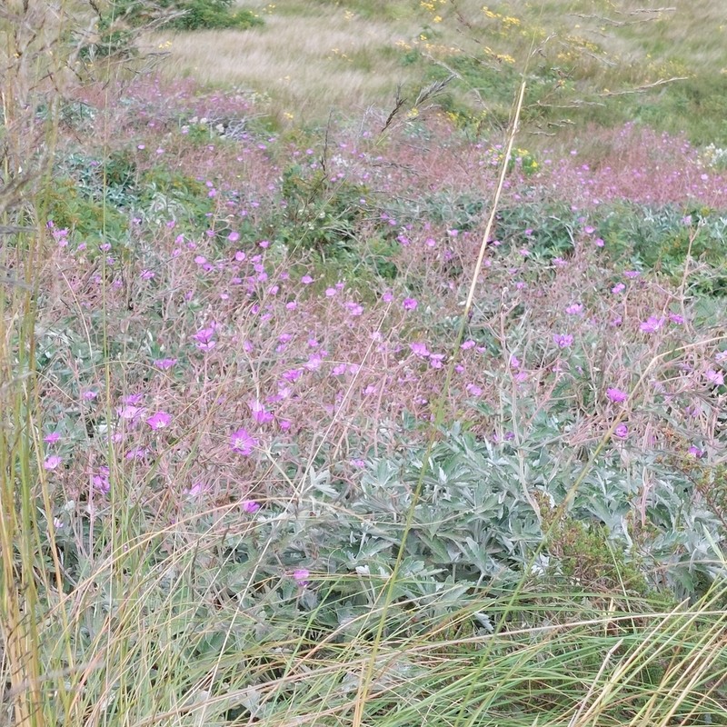 Geranium pulchrum photo 2