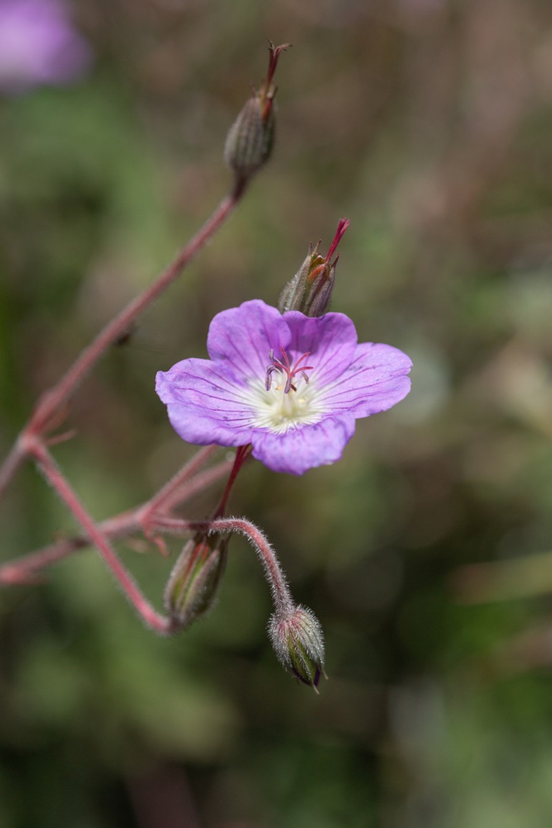 Geranium pulchrum photo 4