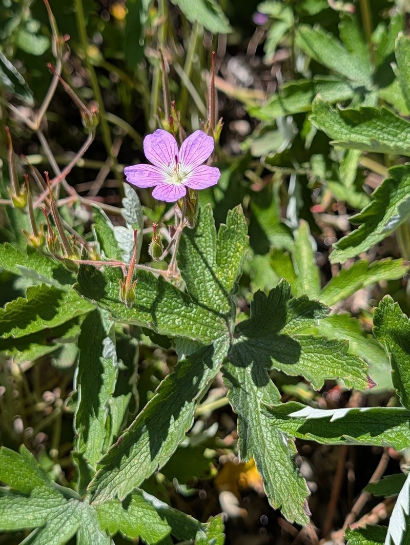 Geranium pulchrum photo 5