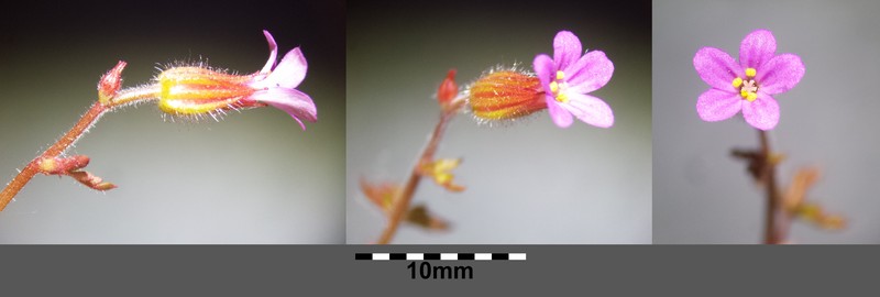 Geranium purpureum photo 2