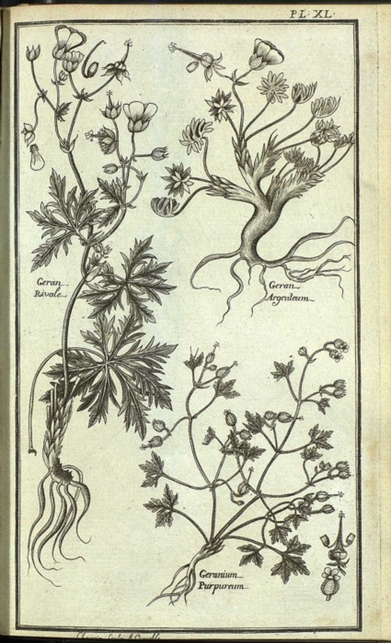 Geranium purpureum photo 3