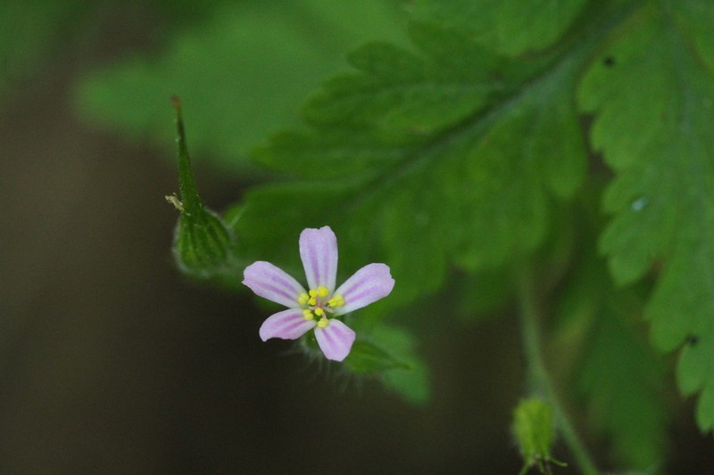 Geranium purpureum photo 5