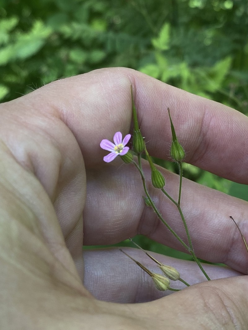 Geranium purpureum photo 6