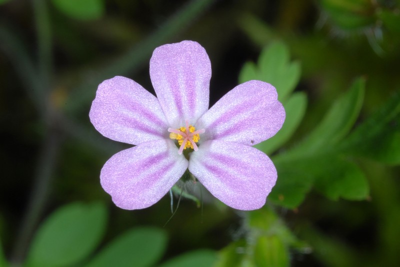 Geranium purpureum photo 7