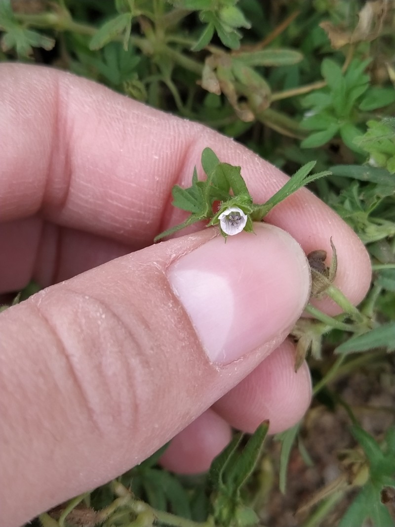 Small Geranium photo 2