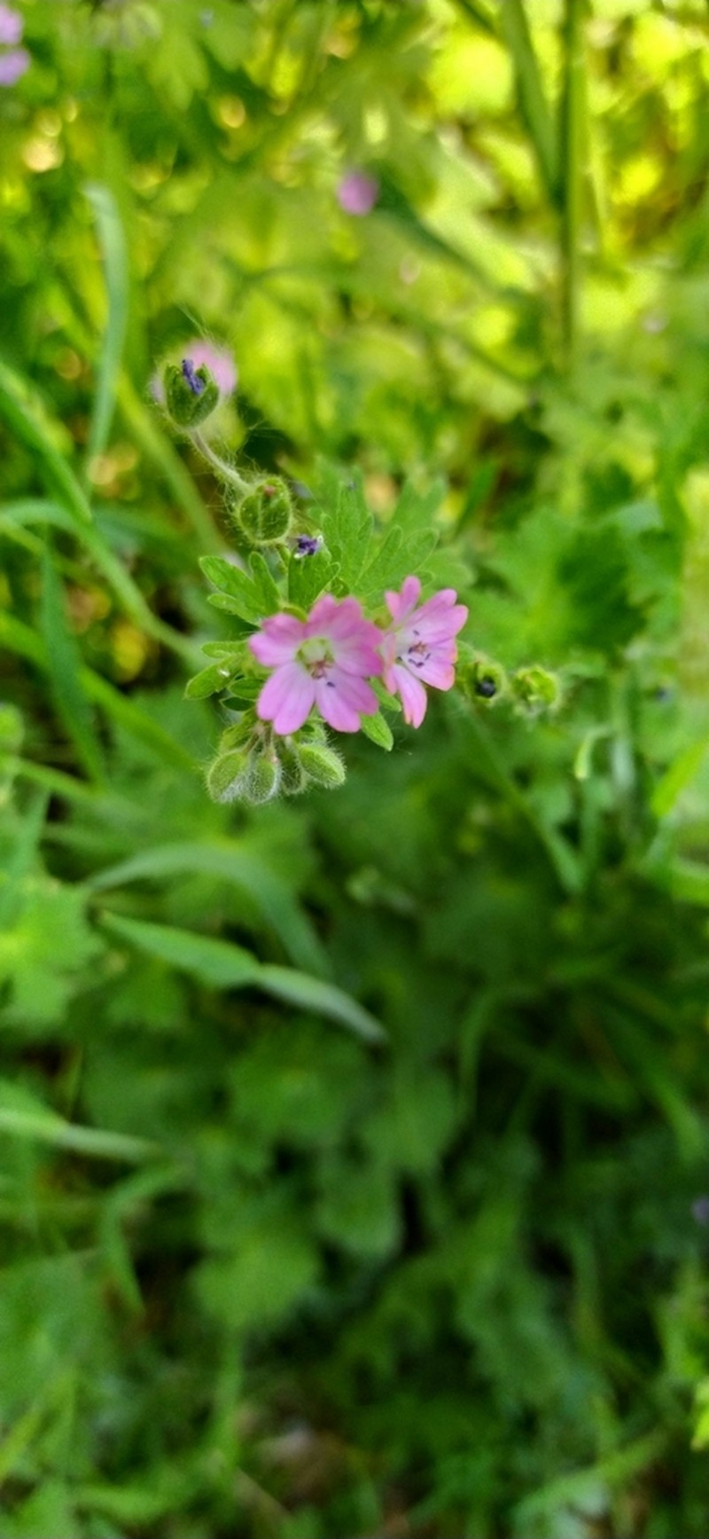 Small Geranium photo 3