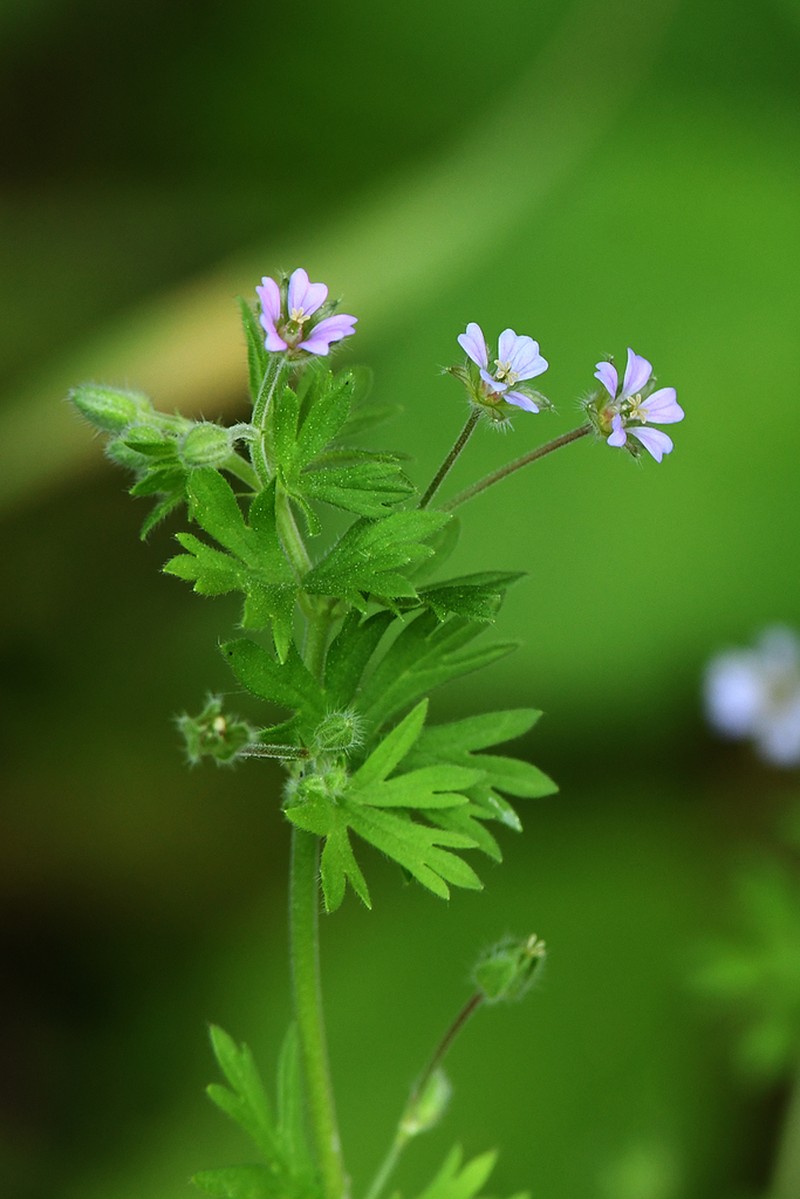 Small Geranium photo 4