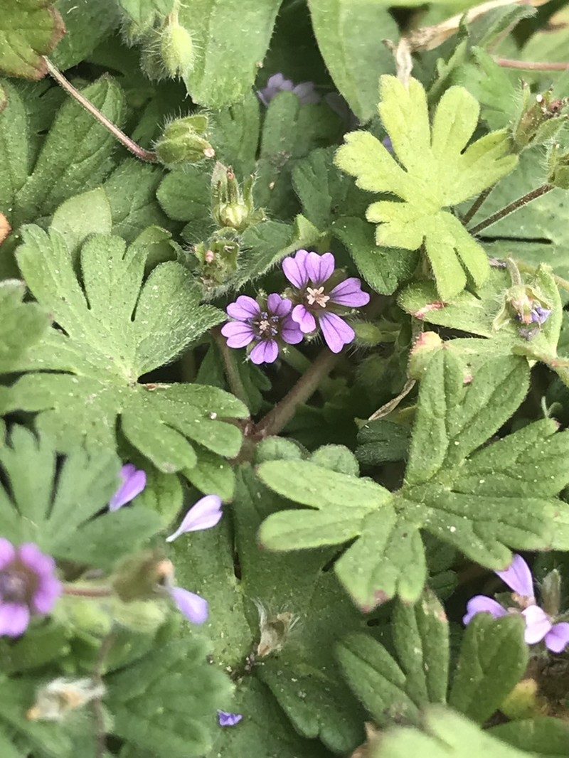 Small Geranium photo 5