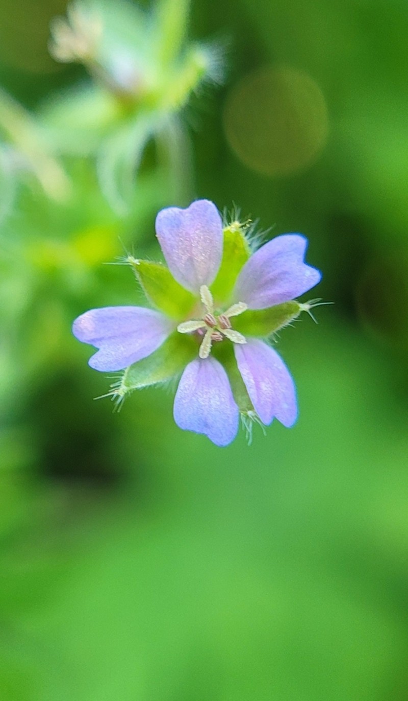 Small Geranium photo 6