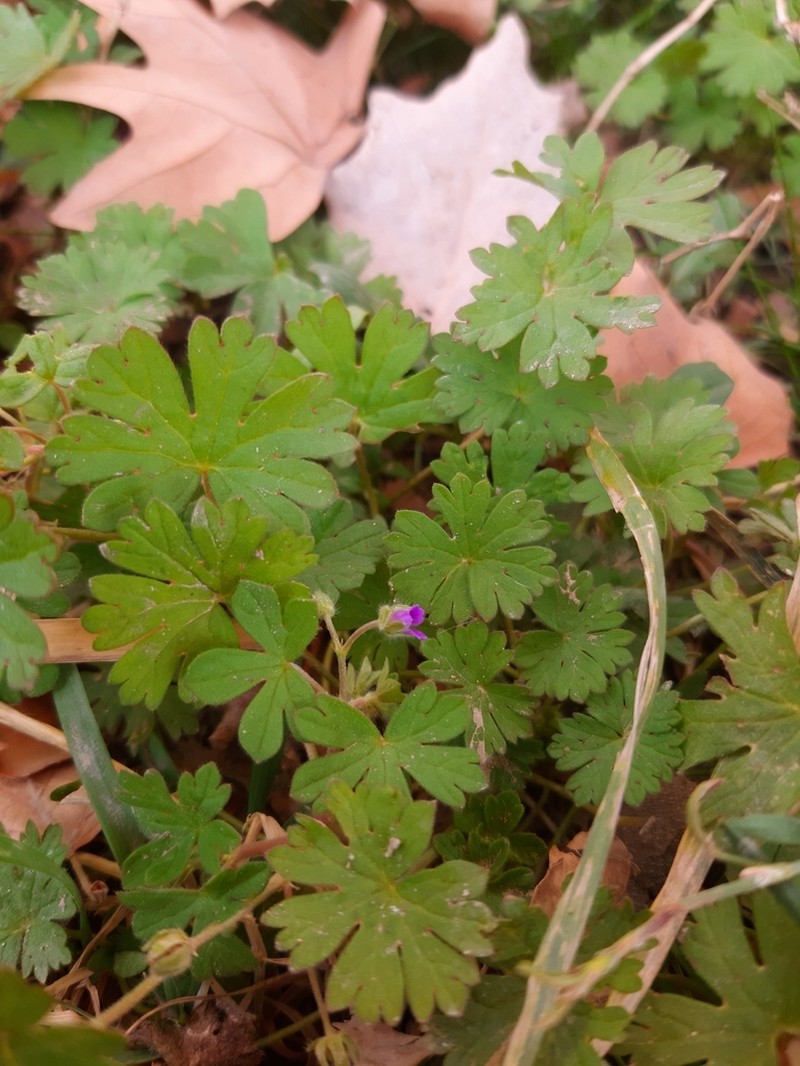 Small Geranium photo 7