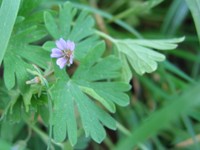 Small Geranium