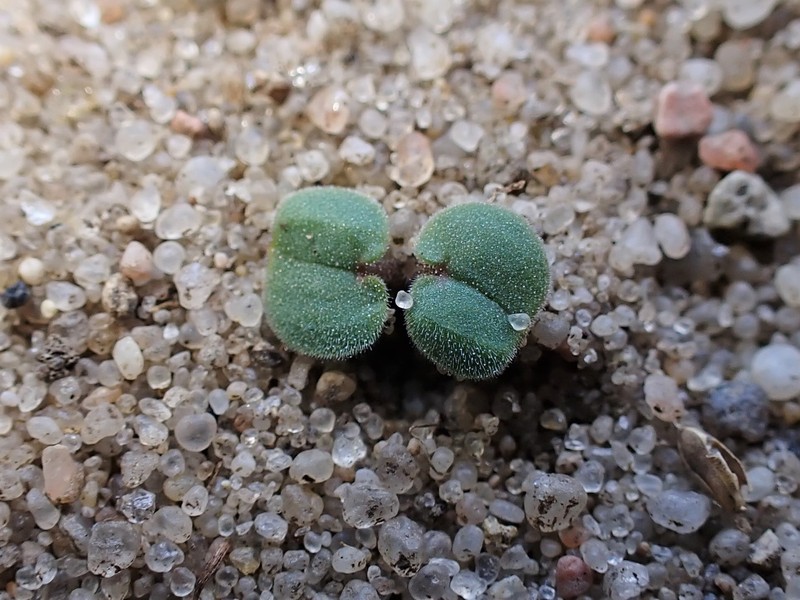 Small Geranium photo 2