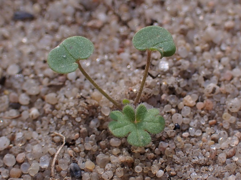 Small Geranium photo 3