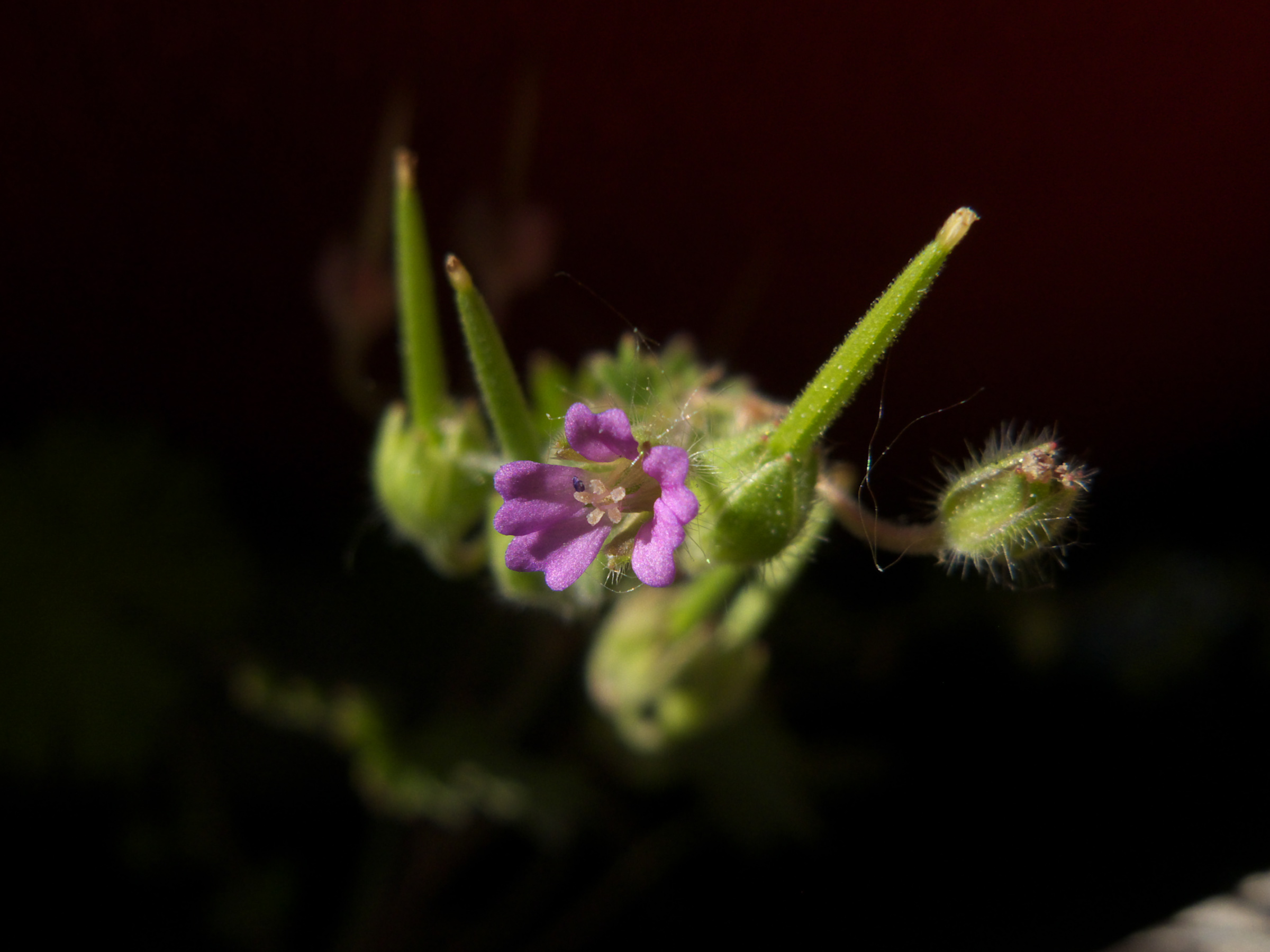 Small Geranium photo 5