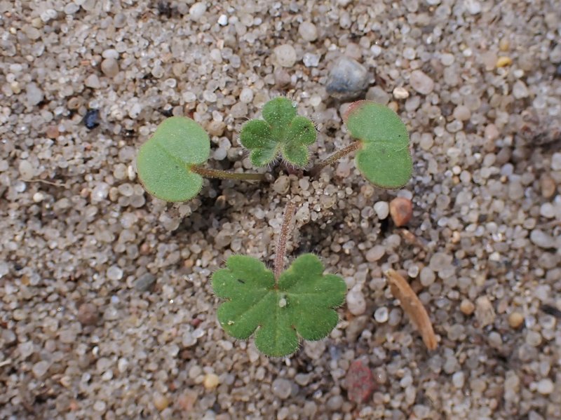 Small Geranium photo 6